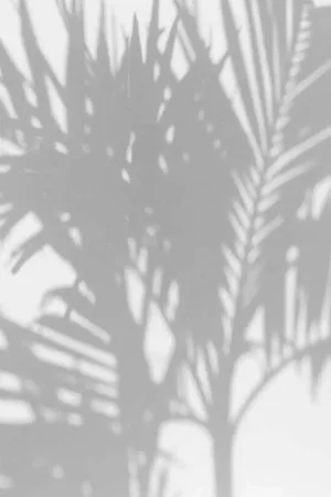 Nouvel Arrivage Papier peint panoramique Palm Shadow