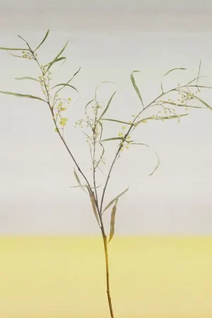 Papier peint panoramique Acacia Prix Réduit
