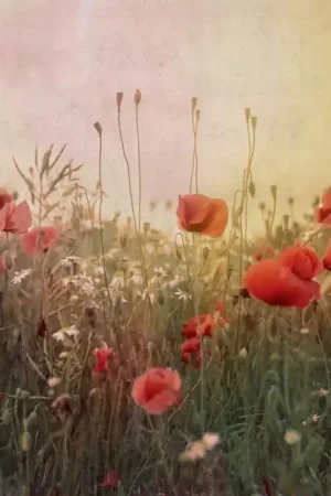 Nouvelle Collection Papier peint panoramique Poppy Field