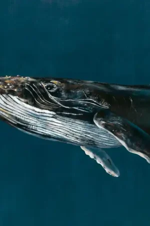 Commander Vite Papier peint panoramique Humpback Whale