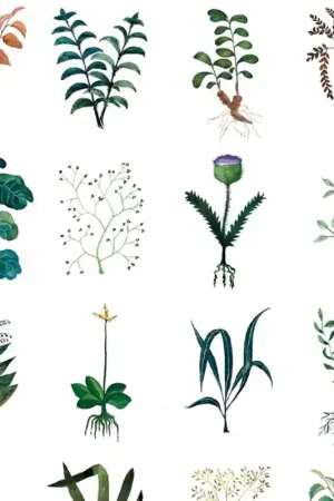 Papier peint panoramique Herbarium Commander Vite
