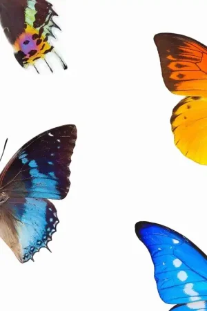 Papier Peint Papillon Acheter Direct