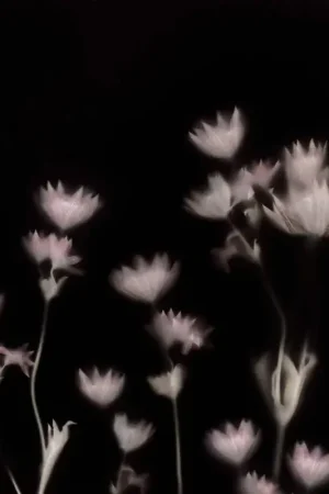 Paiement Sécurisé Papier peint panoramique Astrantia