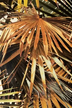 Expédition Rapide Papier peint Polynesie