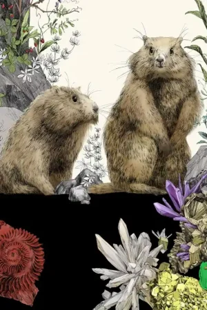 Papier peint panoramique Marmottes Droit Authentique
