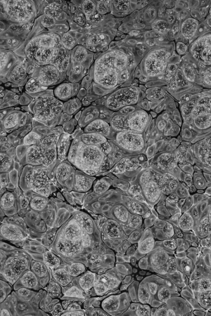 Meilleur Choix Papier peint Marbling