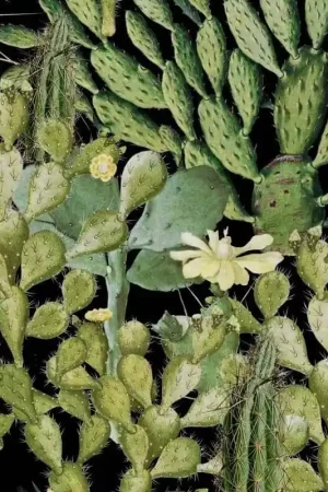 Papier peint panoramique Opuntia Petit Prix