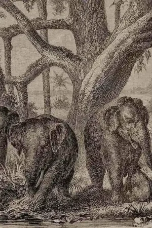 Achat Immédiat Papier peint panoramique Elephants