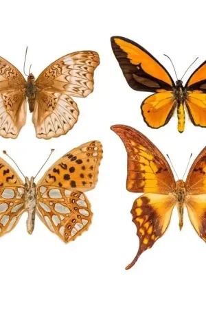 Papier peint panoramique Butterflies Mix 5 Bon Marché