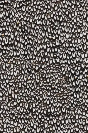 Commande En Gros Papier peint panoramique Plumes Vénéré