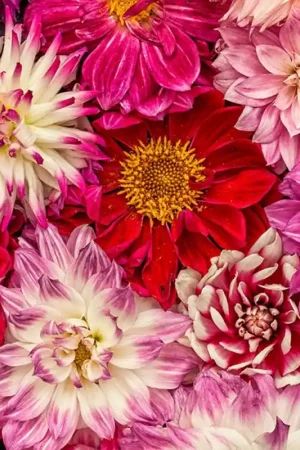 Prix Choc Papier peint panoramique Pink Delight Dahlias