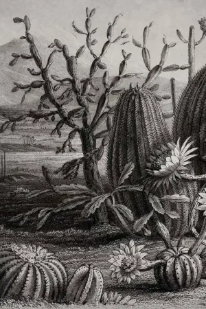 Offre Exclusive Papier peint panoramique Cactus Garden
