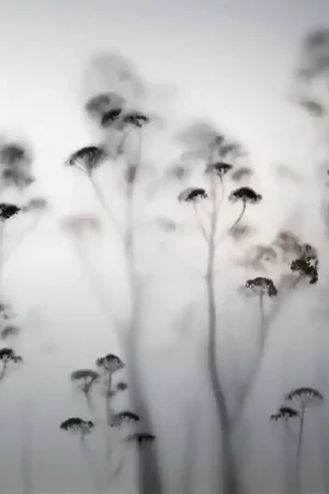 Papier peint panoramique Angéliques dans la Brume Populaire