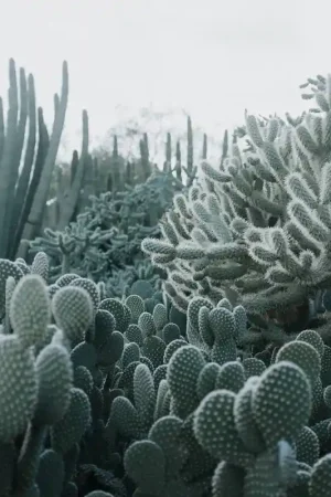 Prix Cassé Papier peint panoramique Cacti