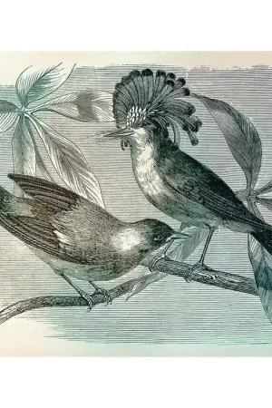 Offre Exclusive Papier peint panoramique Vintage Birds 1
