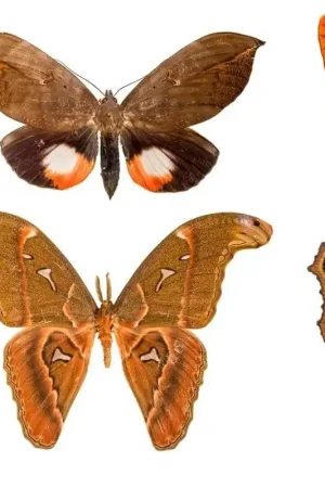 Papier peint panoramique Butterflies Mix 11 Marque