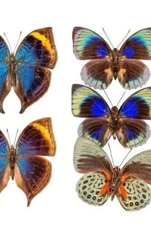 Affaire À Saisir Papier peint panoramique Butterflies Mix 3