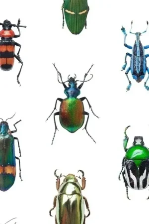 Papier Peint Coleoptera Top Vente
