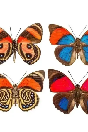 Papier peint panoramique Butterflies Mix 10 Acheter Direct