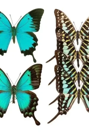 Expédition Rapide Papier peint panoramique Butterflies Mix 4