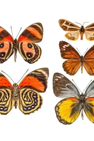 Papier peint panoramique Butterflies Mix 9 Bon Plan