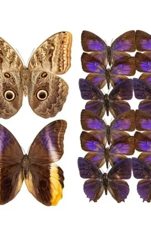 Papier peint panoramique Butterflies Mix 12 Affaire À Saisir